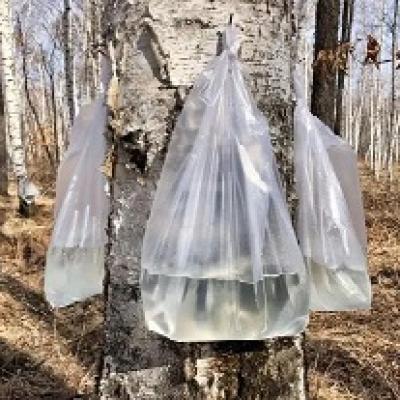 White Birch Juice